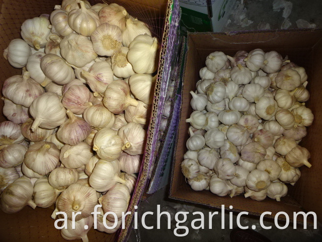 Best Quality New Crop Garlic